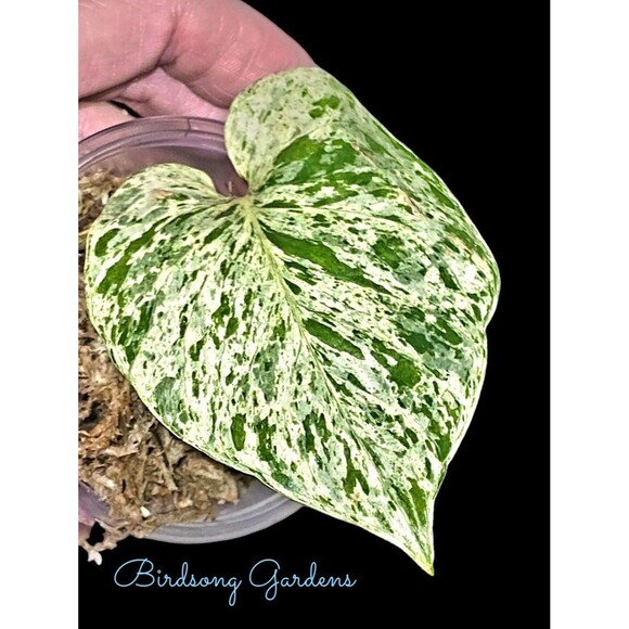 Snow Queen Pothos Cutting In Moss In Prop Cup - Picture 1 of 3